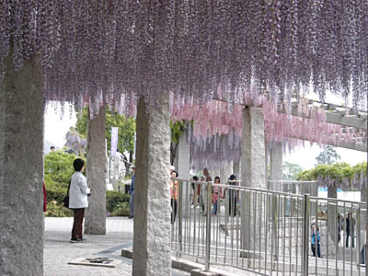 画像提供：藤岡市観光協会