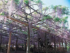 藤花園（牛島の藤）