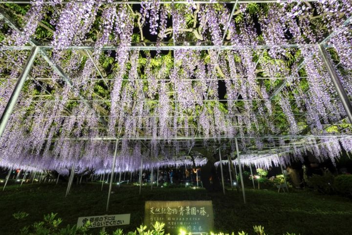 「天然記念物 大藤のライトアップイベント」