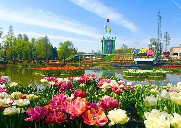 【富山県砺波市】350万本が咲き誇る、となみチューリップフェア開催！大花壇の地上絵など圧巻の景観