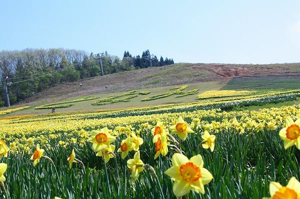 【富山県砺波市】350万本が咲き誇る、となみチューリップフェア開催！大花壇の地上絵など圧巻の景観