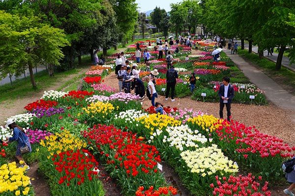 【富山県砺波市】350万本が咲き誇る、となみチューリップフェア開催！大花壇の地上絵など圧巻の景観