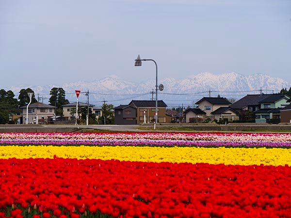 【富山県砺波市】350万本が咲き誇る、となみチューリップフェア開催！大花壇の地上絵など圧巻の景観