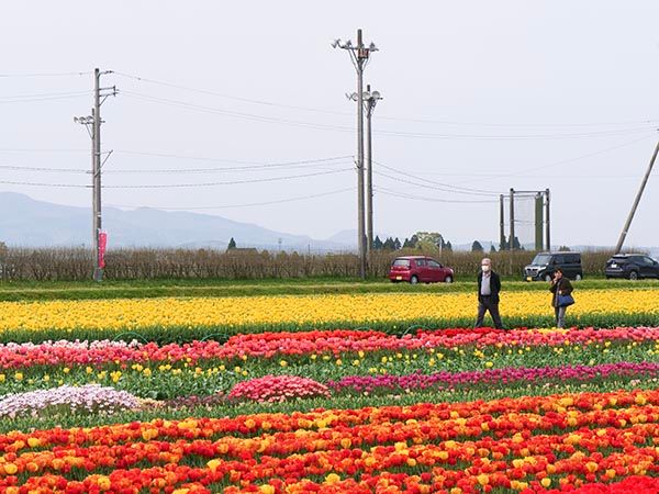 【富山県砺波市】350万本が咲き誇る、となみチューリップフェア開催！大花壇の地上絵など圧巻の景観