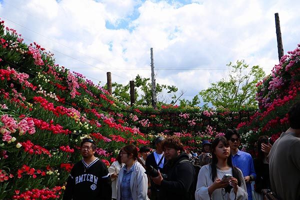 【富山県砺波市】350万本が咲き誇る、となみチューリップフェア開催！大花壇の地上絵など圧巻の景観