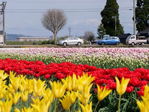 【富山県砺波市】350万本が咲き誇る、となみチューリップフェア開催！大花壇の地上絵など圧巻の景観