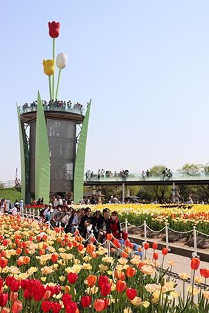 【富山県砺波市】350万本が咲き誇る、となみチューリップフェア開催！大花壇の地上絵など圧巻の景観