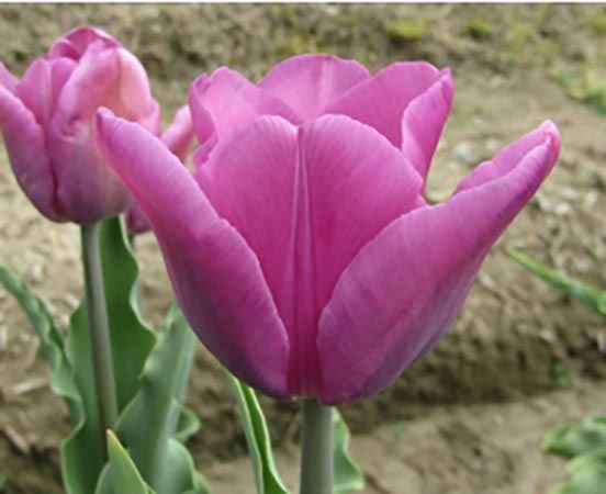 【富山県砺波市】350万本が咲き誇る、となみチューリップフェア開催！大花壇の地上絵など圧巻の景観