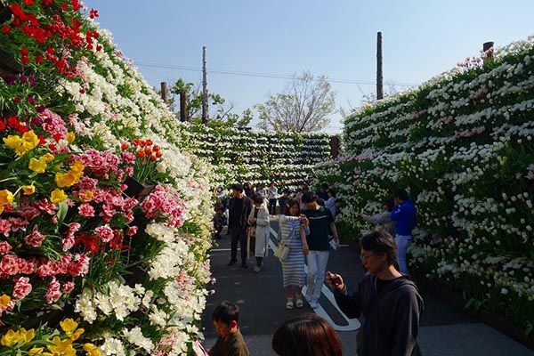 【富山県砺波市】350万本が咲き誇る、となみチューリップフェア開催！大花壇の地上絵など圧巻の景観