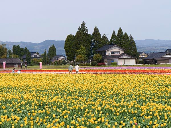 【富山県砺波市】350万本が咲き誇る、となみチューリップフェア開催！大花壇の地上絵など圧巻の景観