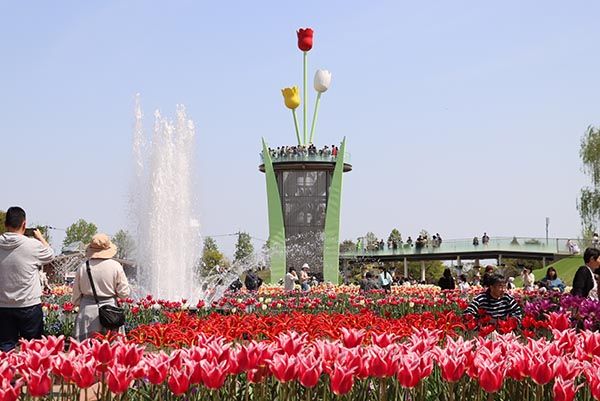 【富山県砺波市】350万本が咲き誇る、となみチューリップフェア開催！大花壇の地上絵など圧巻の景観