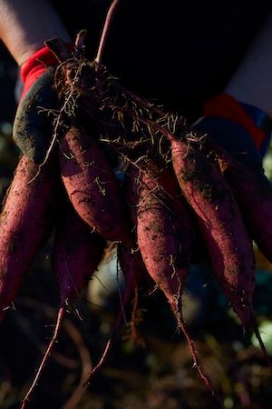 【千葉県香取市】さつまいもブランド「金蜜芋」の石田農園が新会社設立、加工事業を本格化