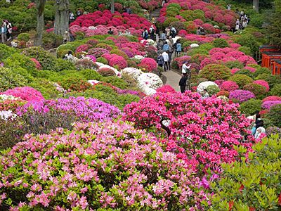 つつじ苑／根津神社