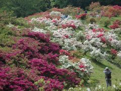 越生町つつじまつり