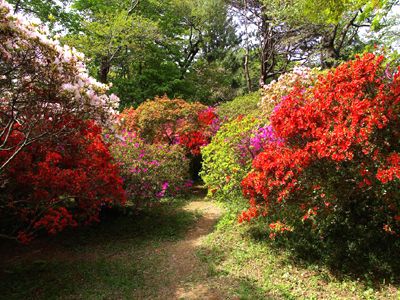 清水公園「つつじまつり」