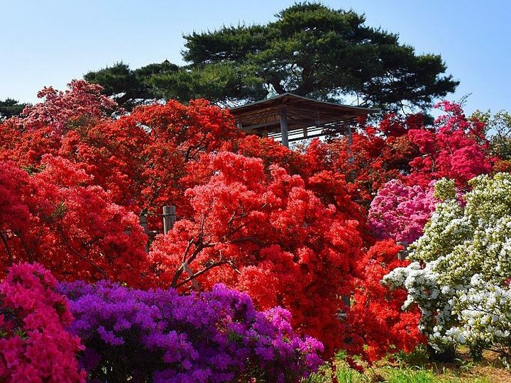 館山市つつじのまち観光課