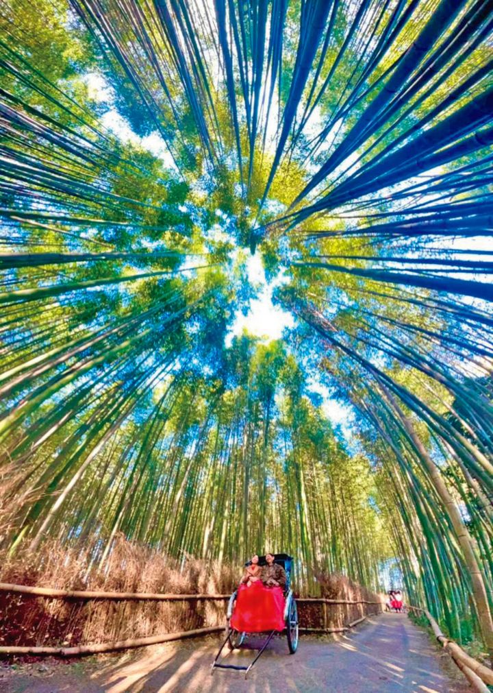 嵐山で、たまたま一緒になった友達と人力車に乗って竹林探索。