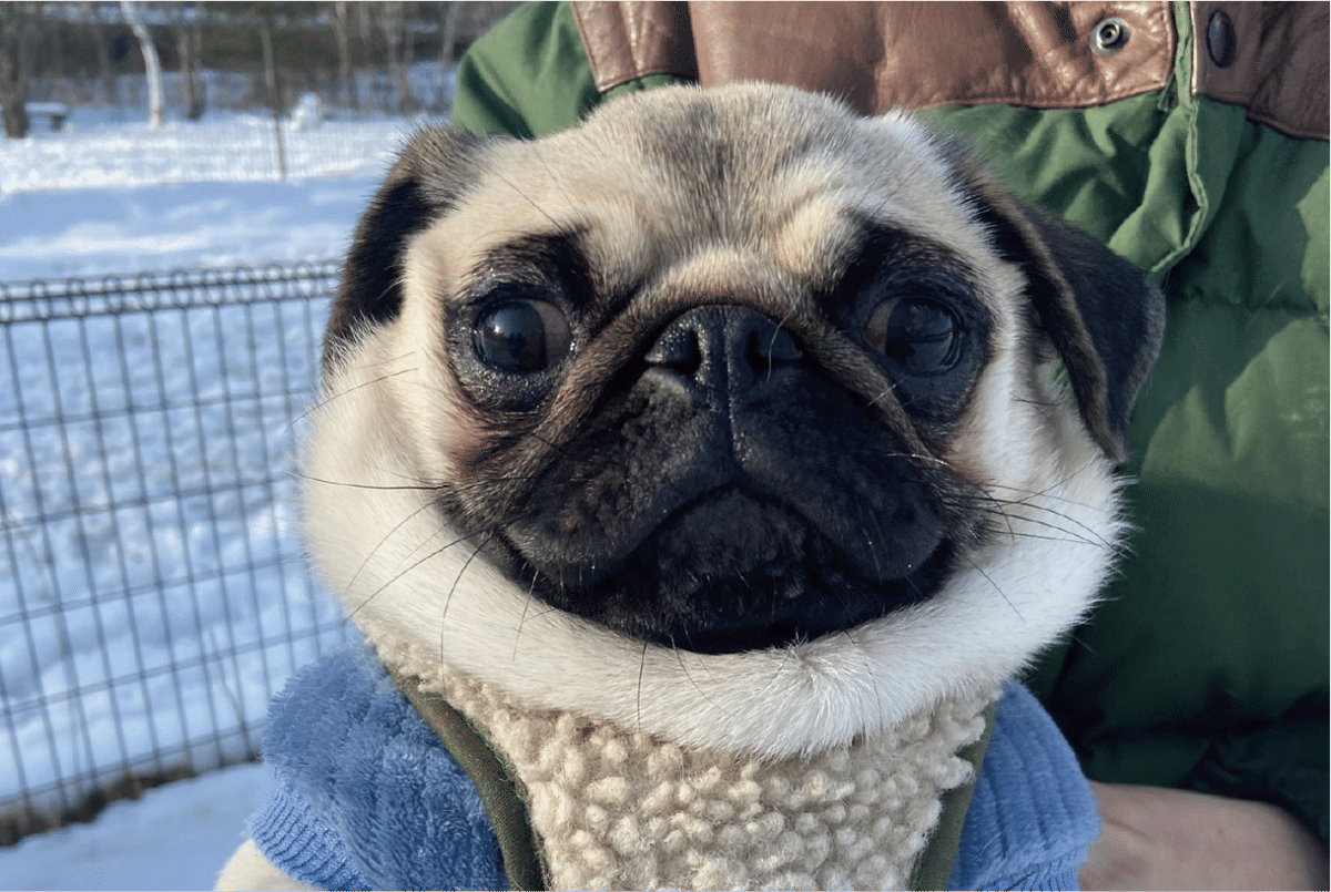 愛らしいマフラーをつけたパグが話題に！