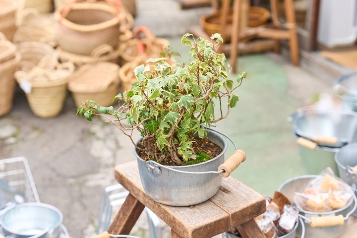 植木を入れて使うトタン豆バケツ