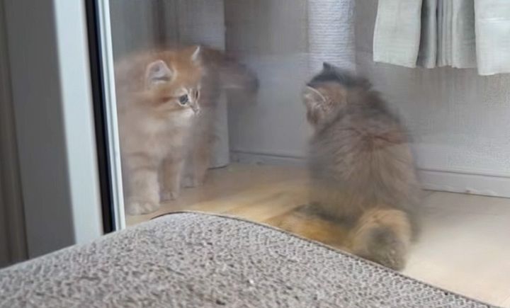 兄弟の後についていく子猫