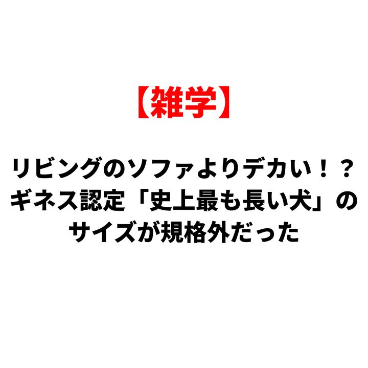 赤い枠の【雑学】と大きな黒字タイトル『リビングのソファよりデカい!? ギネス認定「史上最も長い犬」のサイズが規格外だった』