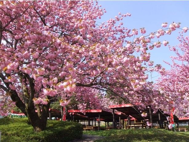 八重桜「関山」は例年5月上旬が見頃/伊香保グリーン牧場の八重桜 画像提供：伊香保グリーン牧場