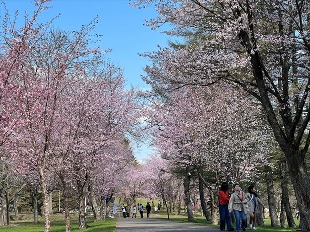 豊かな自然の中に桜が咲き誇る/帯広市緑ケ丘公園の桜 画像提供：帯広市