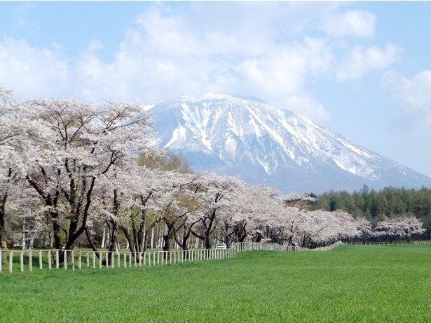 雪の残る山と桜のコントラストが美しい/小岩井農場の桜 写真提供：小岩井農牧(株)