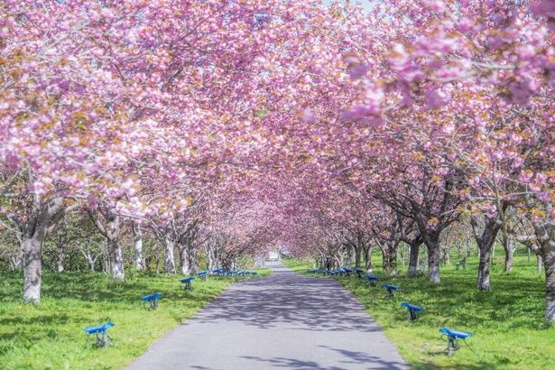 約700本の桜並木を夜桜でも楽しめる/羅生門さくら公園の桜 画像提供：新見市商工観光課