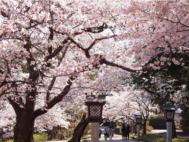 今見頃の桜スポットをピックアップ(写真は弥彦公園の桜) 画像提供：(一社)弥彦観光協会