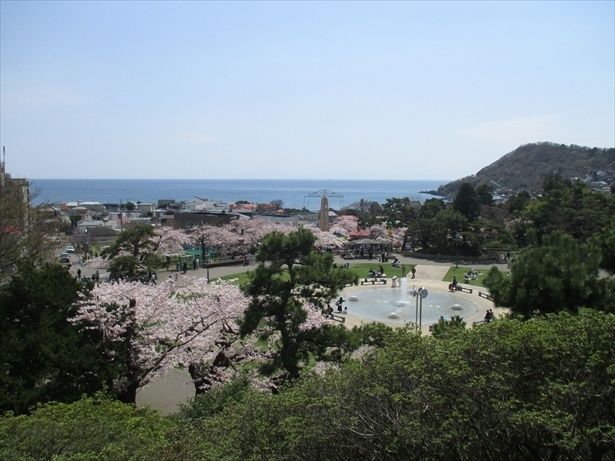 明治山から津軽海峡等を望む/函館公園の桜 画像提供：一般財団法人 函館市住宅都市施設公社