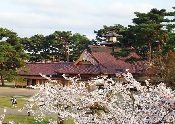 復元された奉行所とともに満開の桜を望める/五稜郭公園の桜 画像提供：一般財団法人函館市住宅都市施設公社