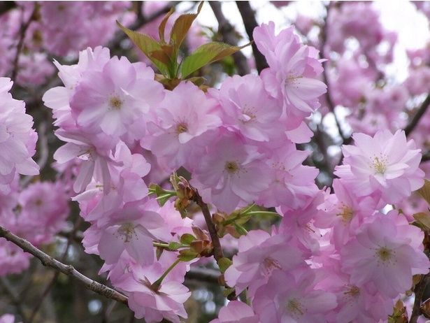ソメイヨシノや八重桜、約1000本もの桜が咲く/弥彦公園(遅咲き)の桜 画像提供：(一社)弥彦観光協会
