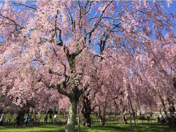 浄水場敷地内に咲き誇るヤエベニシダレヒガンザクラ/米内浄水場の桜 画像提供：米内浄水場