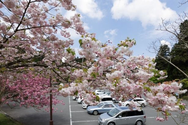 桜と比叡山ドライブが楽しめる/奥比叡・延暦寺境内の桜 画像提供：奥比叡参詣自動車道株式会社