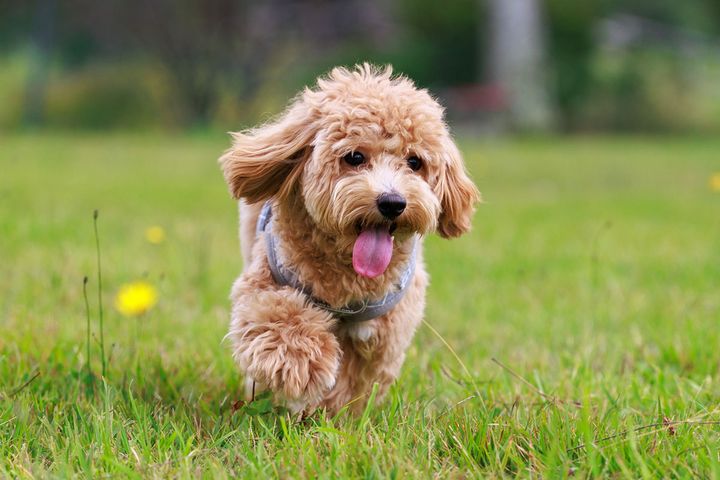 爽やかなこの季節は、ワンちゃんも心身ともに開放的になります