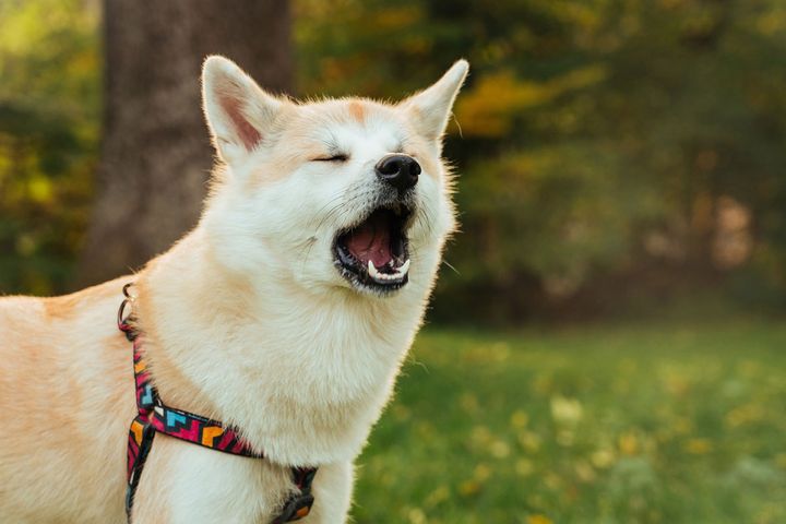 あくびや鼻を舐める動作は、緊張のサインかもしれません