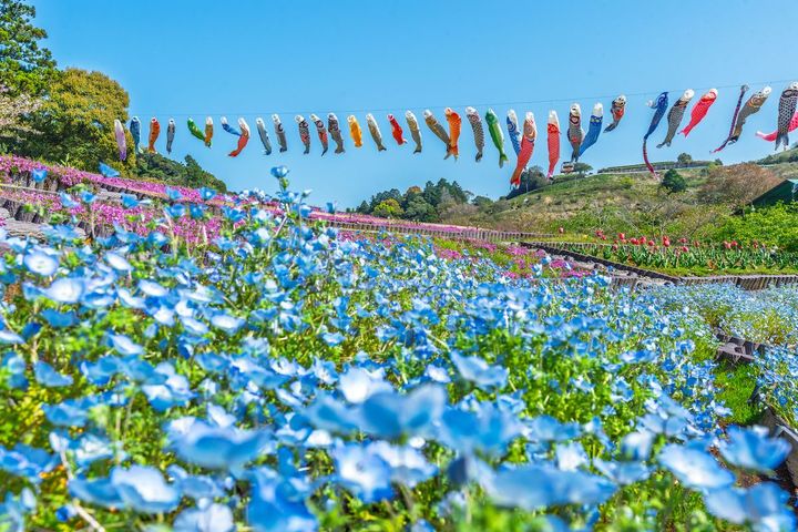 鯉のぼりとネモフィラ
