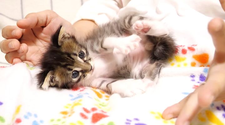 膝の上で甘える子猫