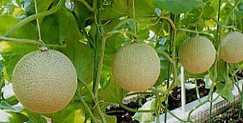 廃棄寸前の静岡産温室「クラウンメロン」が葛バーに変身！静岡発アップサイクル新商品