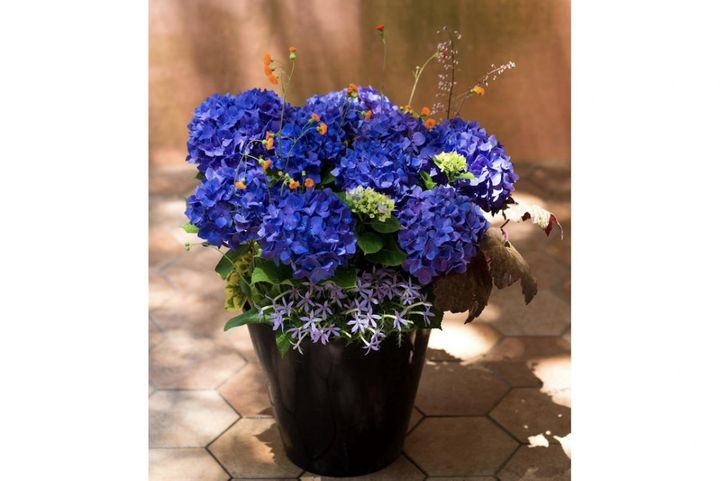 鉢植えで楽しむ【ブルーのアジサイの寄せ植え】初夏の庭にさわやかさな彩りをプラス！