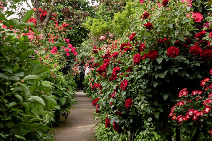 一年で最も心ときめく季節の到来♪満開のバラの香りに包まれる「横浜イングリッシュガーデン」