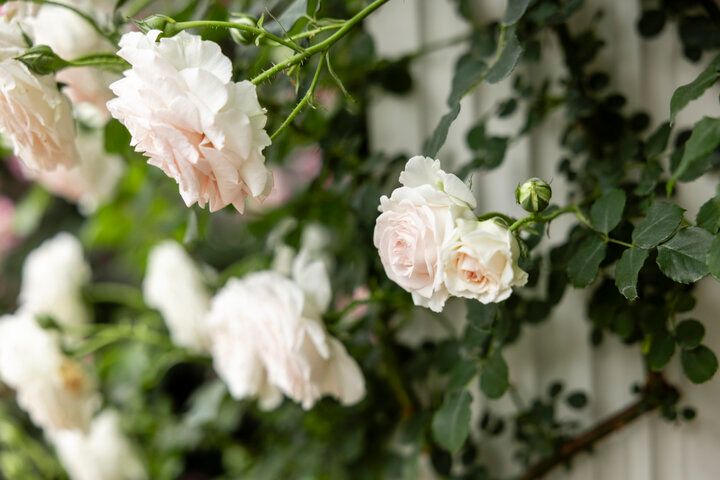 一年で最も心ときめく季節の到来♪満開のバラの香りに包まれる「横浜イングリッシュガーデン」