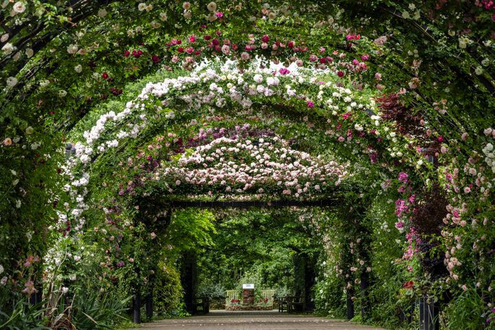 一年で最も心ときめく季節の到来♪満開のバラの香りに包まれる「横浜イングリッシュガーデン」