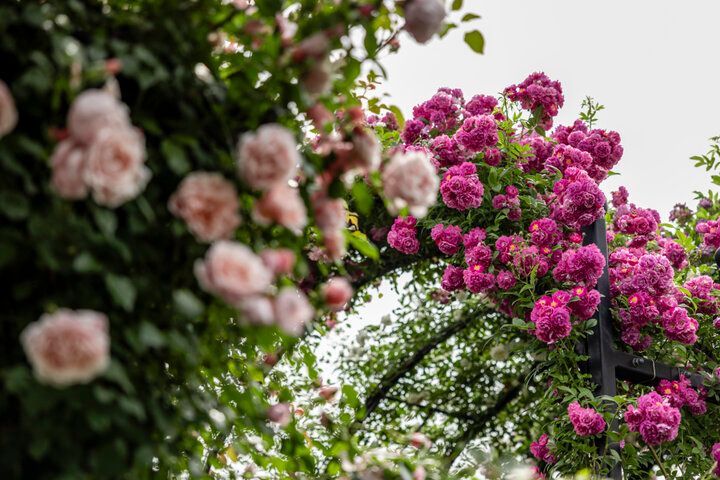 一年で最も心ときめく季節の到来♪満開のバラの香りに包まれる「横浜イングリッシュガーデン」