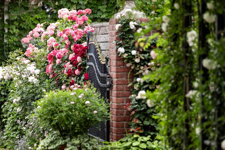 一年で最も心ときめく季節の到来♪満開のバラの香りに包まれる「横浜イングリッシュガーデン」