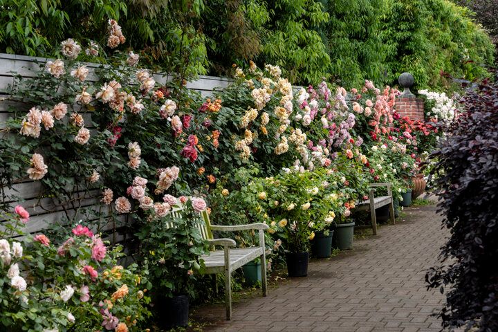 一年で最も心ときめく季節の到来♪満開のバラの香りに包まれる「横浜イングリッシュガーデン」