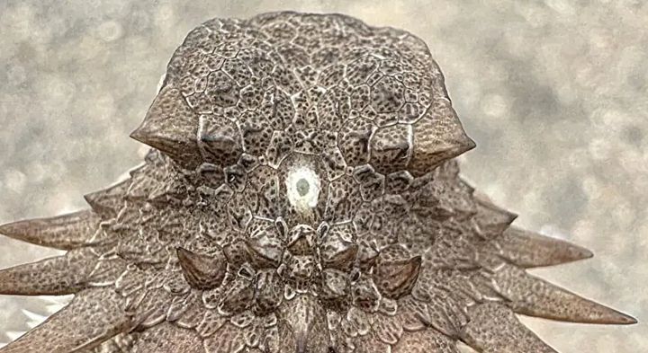 脊椎動物の祖先は「単眼サイクロプス」——私たちの目にもその痕跡が残っている