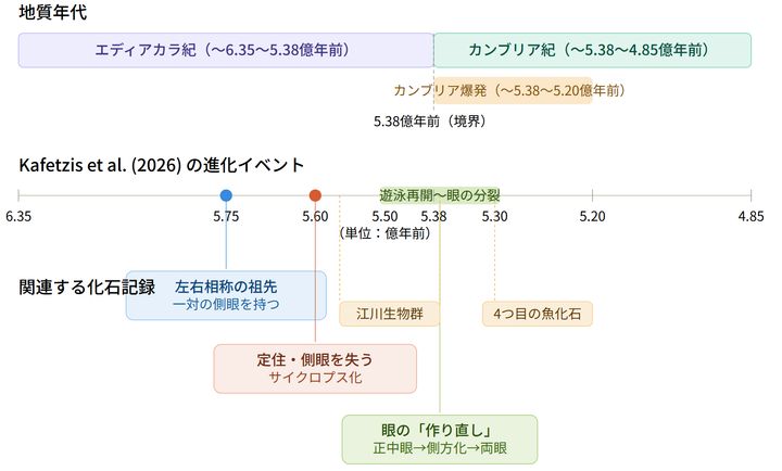 エディアカラ紀末期からカンブリア紀に起きた生物の多様化により、食う食われるの関係が始まり、私たちの先祖は単眼から再び2つの目を作り直した