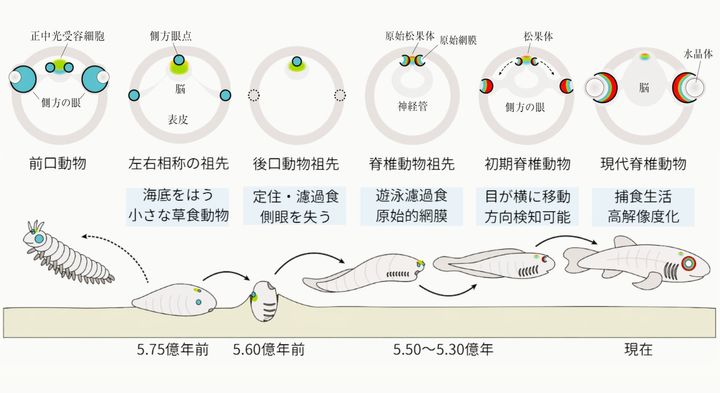 脊椎動物を含む後口動物の祖先はかつて2つの目を持っていたが、定住し濾過接触を行う過程で単眼化し、その後再び2つの目を獲得して泳ぎ回るようになったと考えられています